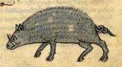 Animalística. Simbología animal. Parte III: Animales Terrestres (telúrico) y bestiario ígneo