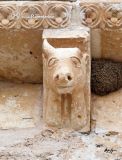 Olmo, El. Virgen del Olmo. Canecillo con crvido