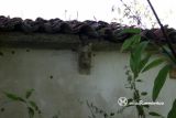 Relamiego.San Esteban.Canecillo