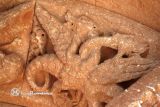 Abajas. Santa Maria la Real. Dragones