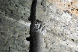 Viu de Llevata. Santa Maria. Detalle de capitel