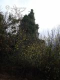 Escrita. Ribas de Miño (Loio) Ruinas